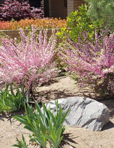 flowers and shrubs